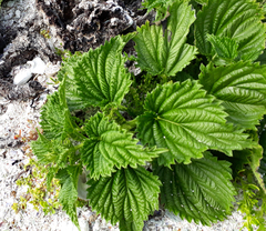 Urtica australis