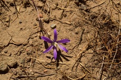 Brodiaea minor