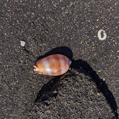 Pseudozonaria nigropunctata