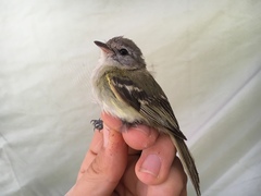 Phyllomyias sclateri