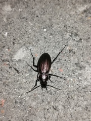 Carabus monilis