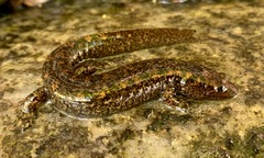 Desmognathus marmoratus
