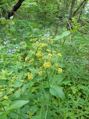 Thaspium trifoliatum aureum
