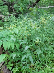Thaspium trifoliatum aureum