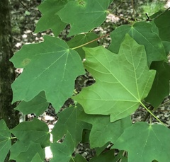 Acer leucoderme