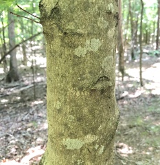 Acer leucoderme