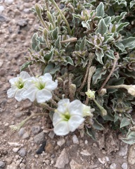 Acleisanthes