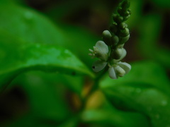 Polygala senega