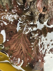 Odonthalia washingtoniensis