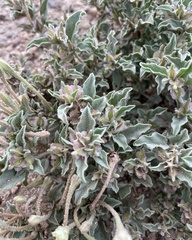 Acleisanthes