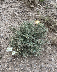 Acleisanthes