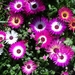 Livingstone Daisy - Photo (c) grassrootsgroundswell, some rights reserved (CC BY)