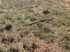 Aspidites melanocephalus