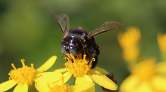 Xylocopa splendidula