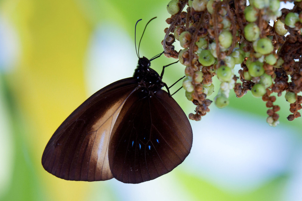 Euploea wallacei