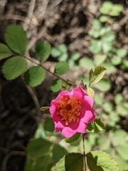 Rosa spithamea