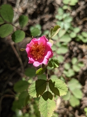Rosa spithamea