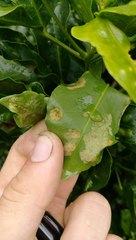 Cephaleuros virescens