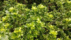 Cephaleuros virescens