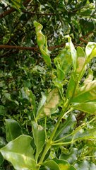 Cephaleuros virescens
