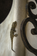 Tarentola mauritanica