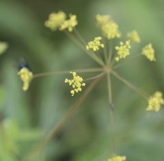 Taenidia integerrima