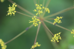 Taenidia integerrima