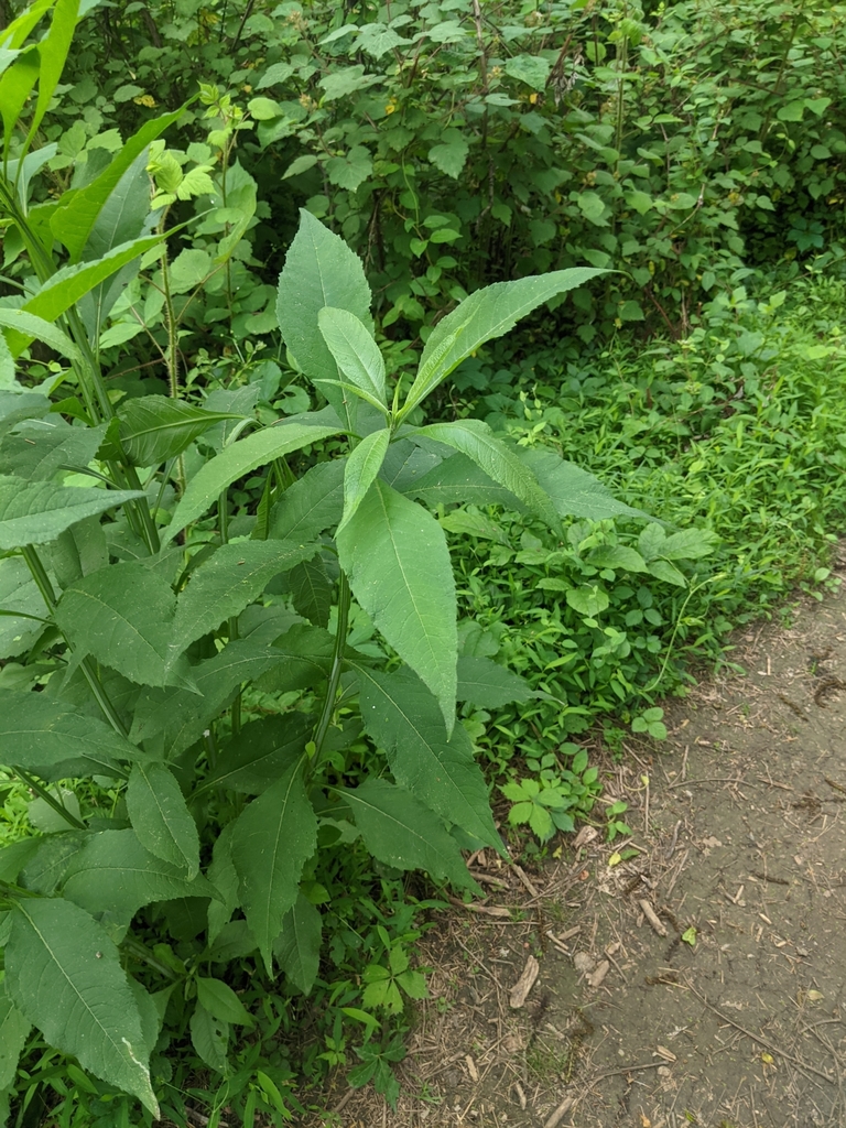 sunflowers and allies from Harrisonburg, VA, USA on May 28, 2021 at 09