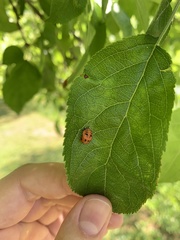 Harmonia axyridis