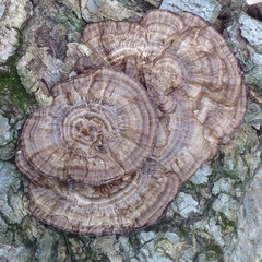 Daedaleopsis confragosa image