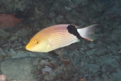 Bodianus loxozonus
