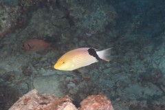 Bodianus loxozonus