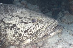 Epinephelus tukula