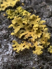 Xanthomendoza oregana