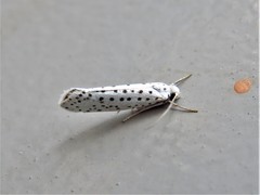 Yponomeuta multipunctella