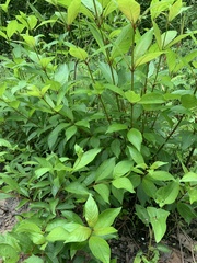 Cinchonoideae
