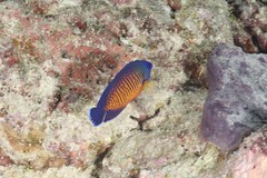 Centropyge bispinosa