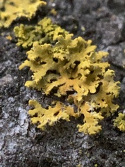 Xanthomendoza oregana