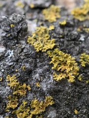 Xanthomendoza oregana