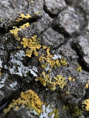 Xanthomendoza oregana