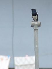 Copsychus saularis