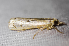 Microcrambus polingi