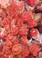 Ptychostomum pallens