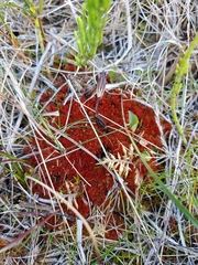 Ptychostomum pallens