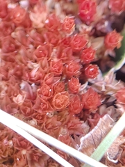 Ptychostomum pallens