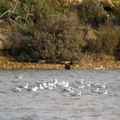 Chroicocephalus genei