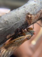 Magicicada cassinii