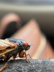 Magicicada cassinii