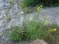 Solidago radula