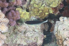 Anampses neoguinaicus